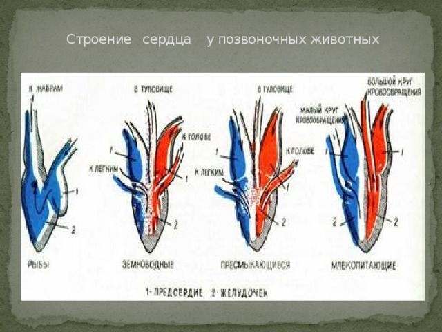 Если у животного сердце имеет строение отраженное на рисунке то для этого животного характерны