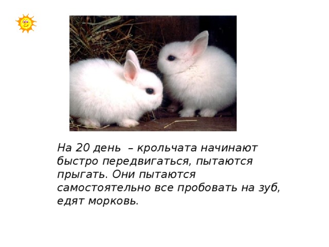На 20 день – крольчата начинают быстро передвигаться, пытаются прыгать. Они пытаются самостоятельно все пробовать на зуб, едят морковь. 