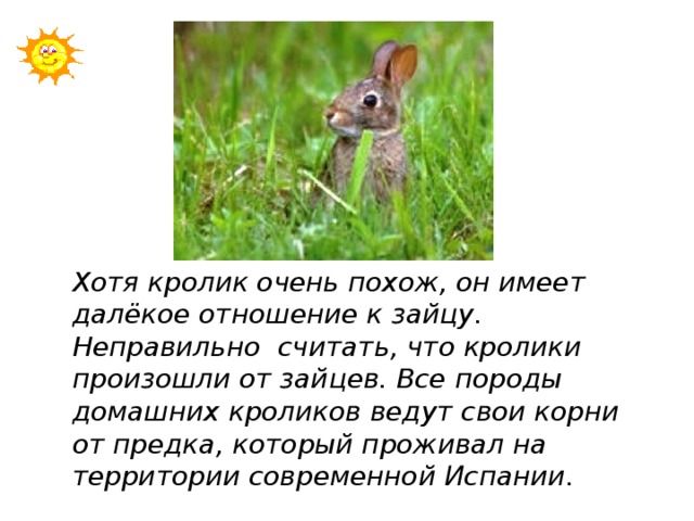 Хотя кролик очень похож, он имеет далёкое отношение к зайцу. Неправильно считать, что кролики произошли от зайцев. Все породы домашних кроликов ведут свои корни от предка, который проживал на территории современной Испании.  