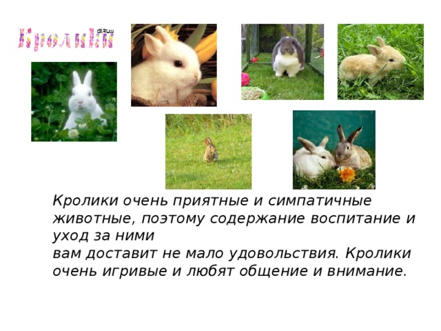 Кролики очень приятные и симпатичные животные, поэтому содержание воспитание и уход за ними вам доставит не мало удовольствия. Кролики очень игривые и любят общение и внимание.  