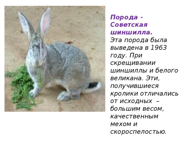 Порода - Советская шиншилла.  Эта порода была выведена в 1963 году. При скрещивании шиншиллы и белого великана. Эти, получившиеся кролики отличались от исходных – большим весом, качественным мехом и скороспелостью. 