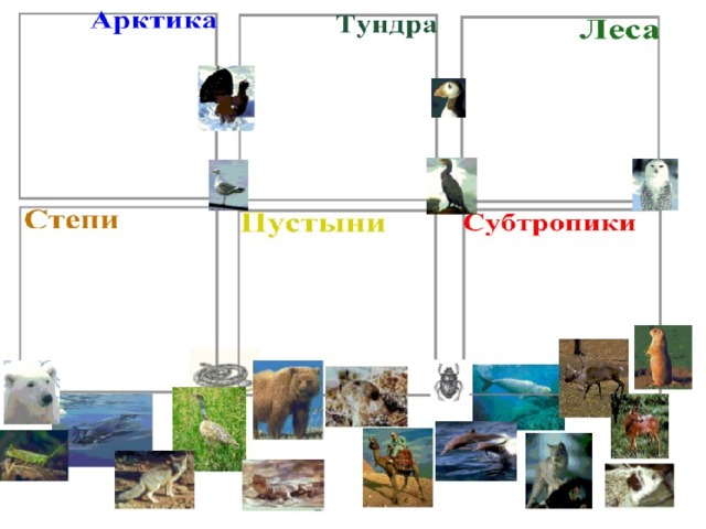 Цепи питания природных зон. Пищевая цепочка субтропической зоны. Схема цепи питания в субтропиках. Цепочка питания в субтропиках. Пищевая цепь субтропиков.