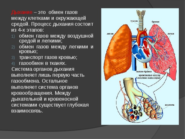 Дыхание – это обмен газов между клетками и окружающей средой. Процесс дыхания состоит из 4-х этапов: обмен газов между воздушной средой и легкими; обмен газов между легкими и кровью; транспорт газов кровью; газообмен в тканях. Система органов дыхания выполняет лишь первую часть газообмена. Остальное выполняет система органов кровообращения. Между дыхательной и кровеносной системами существует глубокая взаимосвязь. 