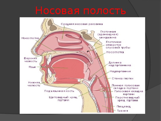 Носовая полость 