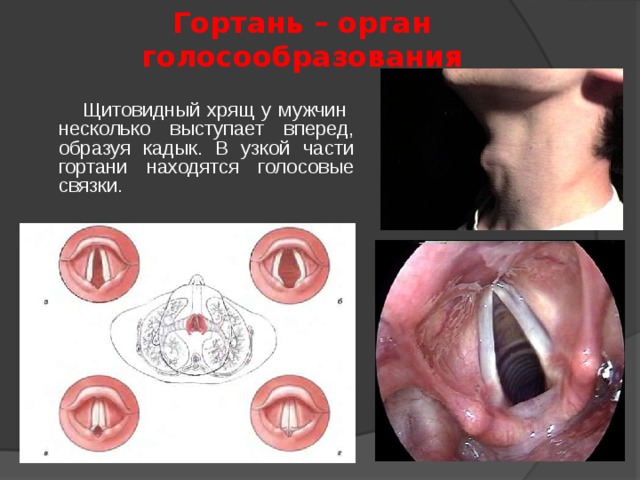 Гортань – орган голосообразования  Щитовидный хрящ у мужчин несколько выступает вперед, образуя кадык. В узкой части гортани находятся голосовые связки. 