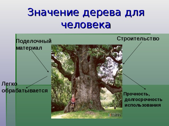 Роль деревьев в жизни человека. Дерево значений. Полезные деревья для человека. Имена обозначающие дерево