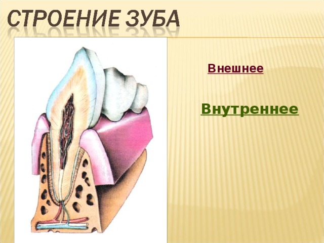 Внутреннее строение зуба 8 класс. Строение зуба. Внутреннее строение зуба. Внешнее и внутреннее строение зуба. Строение зуба биология 8 класс.