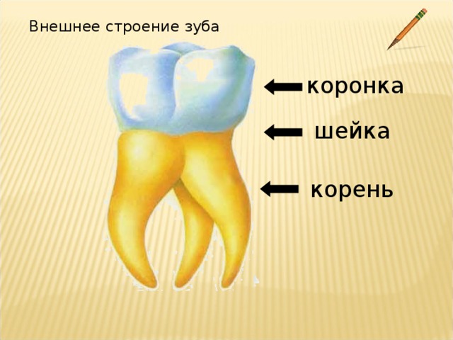 Зубы с корнями рисунок