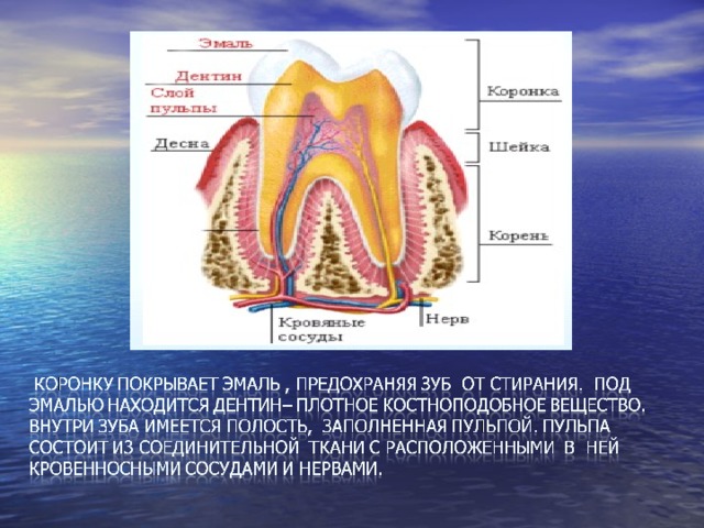 На рисунке изображен фрагмент челюсти с внутренним строением зуба какой буквой