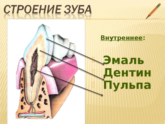 Дентин зуба. Строение эмали зуба. Внутреннее строение зуба акулы. Соответствия дентин эмаль пульпа.