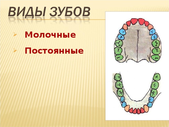 Зубы человека рисунок. Виды зубов. Типы зубов человека. Строение и виды зубов. Зубы строение и функции.