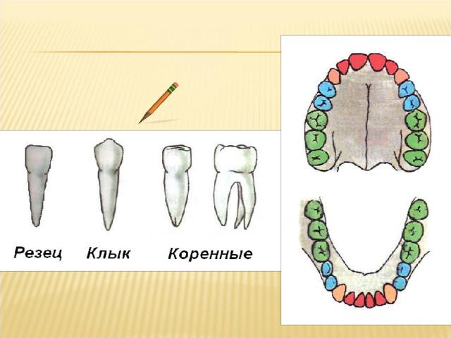 Резцы у детей. Зубы человека биология 8 класс. Строение зубов биология 8 класс. Схема зуба биология 8 класс. Строение зубов человека биология 8 класс.