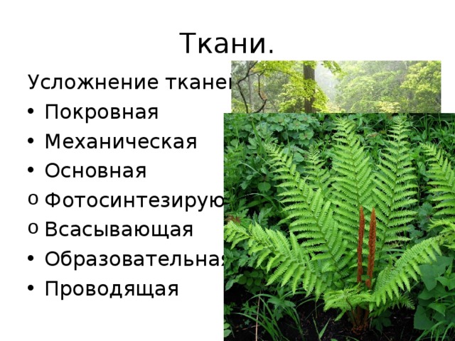 Ткани. Усложнение тканей: Покровная Механическая Основная Фотосинтезирующая Всасывающая Образовательная Проводящая  