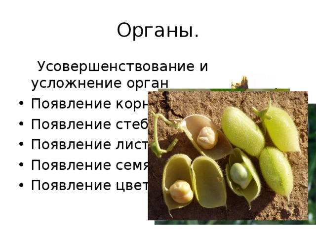 Какой орган первый появляется из семени. Возникновение семени. Семя Зарождение. Во сколько лет появляется семя. Происхождение семян.