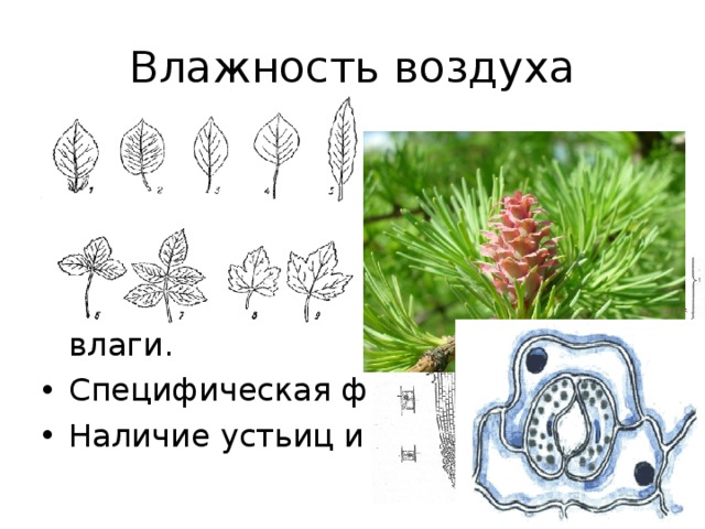 Влажность воздуха Растения приспособились к сохранению влаги: Корневые системы обычно сильно развиты, что помогает растениям увеличить поглощение почвенной влаги. Специфическая форма листьев Наличие устьиц и чечевичек 