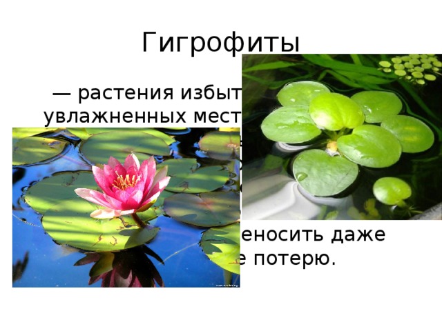 Гигрофиты — растения избыточно увлажненных местообитаний с высокой влажностью воздуха и почвы. Для них характерно отсутствие приспособлений, ограничивающих расход воды, и неспособность переносить даже незначительную ее потерю. 
