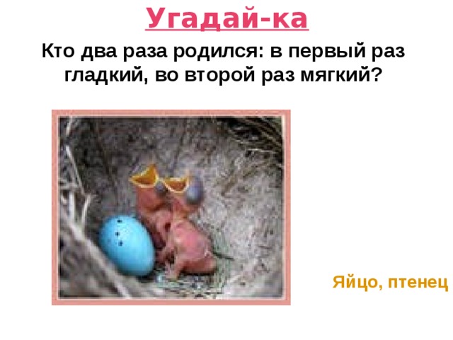 Угадай-ка Кто два раза родился: в первый раз гладкий, во второй раз мягкий?   Яйцо, птенец 