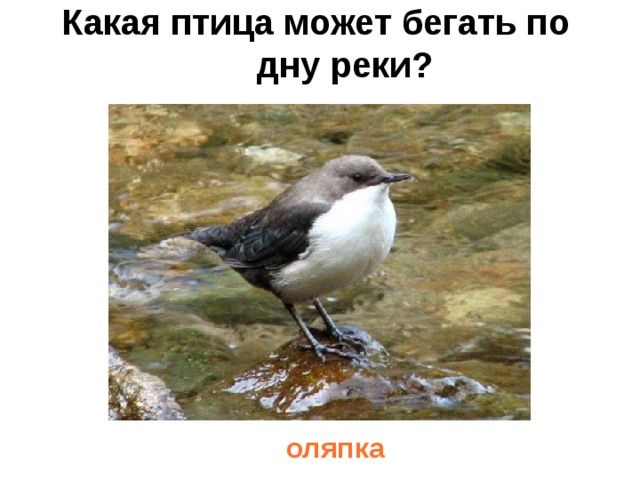 Какая птица может бегать по дну реки?   оляпка 