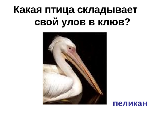 Какая птица складывает свой улов в клюв?   пеликан 