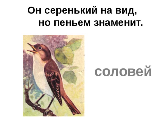 Он серенький на вид,  но пеньем знаменит.   соловей 