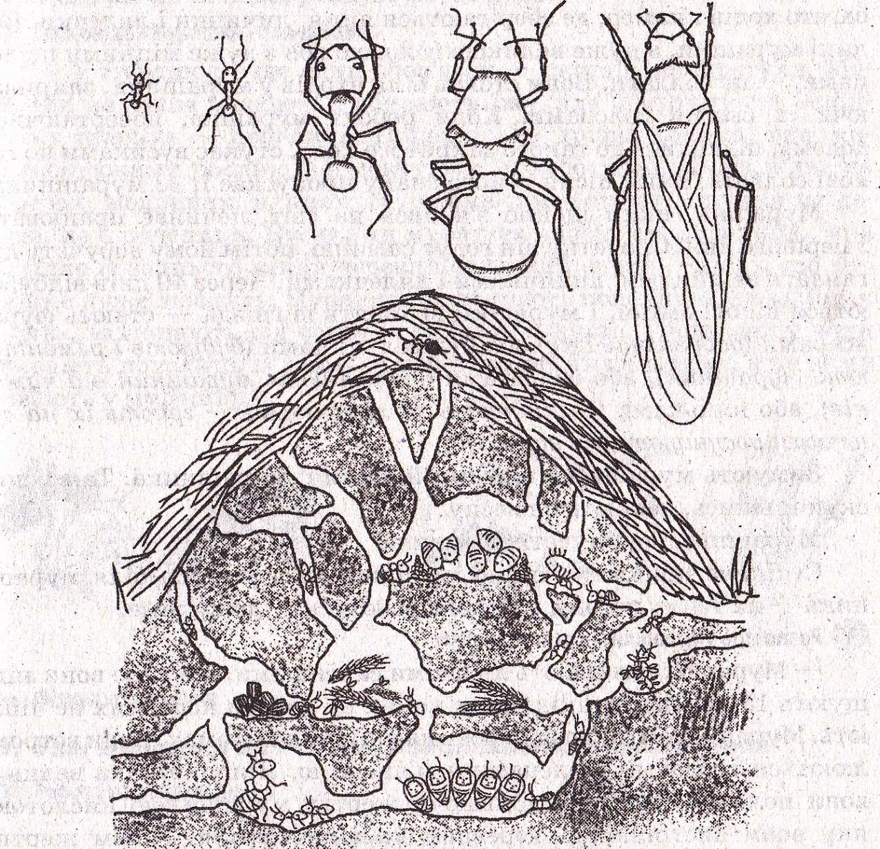 Как рисовать муравейник