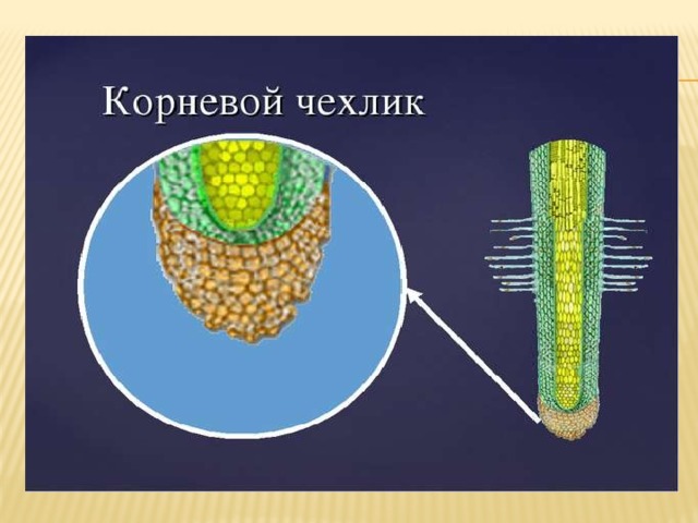 Картинки КОРЕНЬ ПОД МИКРОСКОПОМ