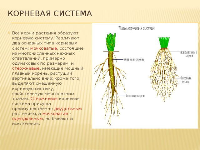 Какие корни в луке. Мочковатая корневая система это в биологии 6 класс. Корневые системы растений 6 класс пшеница. Лабораторная работа корень растения виды корневых систем.
