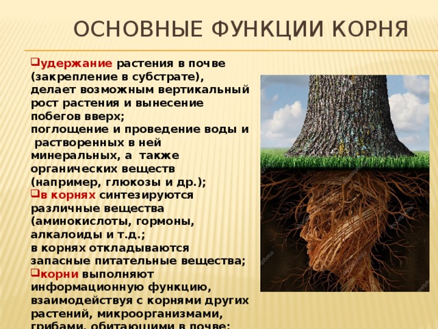 4 функции корня