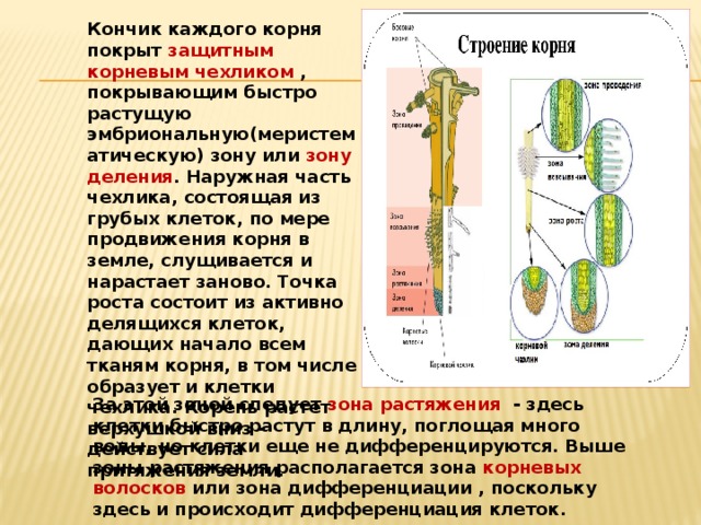 Каждый корень. Кончик корня покрыт корневым чехликом. Зона дифференцировки корня. Зоны корня зона дифференциации. Дифференциация тканей корня происходит в зоне.