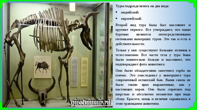 Туры подразделялись на два вида: индийский; европейский. Второй вид тура быка был массивнее и крупнее первого. Все утверждают, что наши буренки являются непосредственными потомками вымерших туров. Это так и есть в действительности. Только у них существуют большие отличия в телосложении. Все части тела у тура быка были значительно больше и массивнее, что подтверждают фото животного. Они были обладателями заметного горба на плечах. Это унаследовал у вымершего тура современный испанский бык. Вымя самок не было таким ярко выраженным, как у настоящих коров. Оно было спрятано под шерстью и абсолютно незаметно при виде сбоку. Красота, мощь и величие скрывались в этом травоядном животном. 