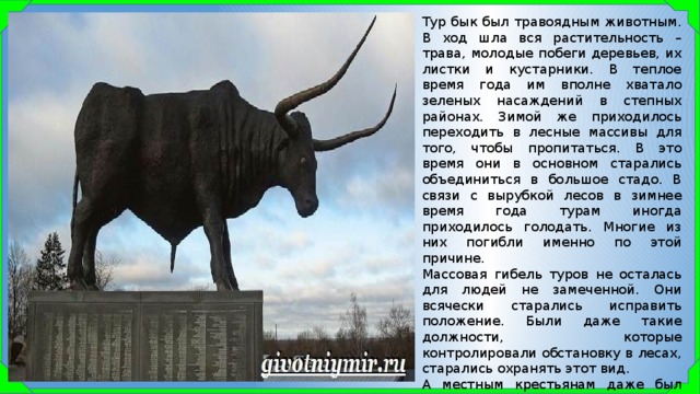 Тур бык был травоядным животным. В ход шла вся растительность – трава, молодые побеги деревьев, их листки и кустарники. В теплое время года им вполне хватало зеленых насаждений в степных районах. Зимой же приходилось переходить в лесные массивы для того, чтобы пропитаться. В это время они в основном старались объединиться в большое стадо. В связи с вырубкой лесов в зимнее время года турам иногда приходилось голодать. Многие из них погибли именно по этой причине. Массовая гибель туров не осталась для людей не замеченной. Они всячески старались исправить положение. Были даже такие должности, которые контролировали обстановку в лесах, старались охранять этот вид. А местным крестьянам даже был дан указ собирать сено не только для своего домашнего скота, но и относить зимой его в лес турам быкам. Но, как видно и эти старания не помогли. 