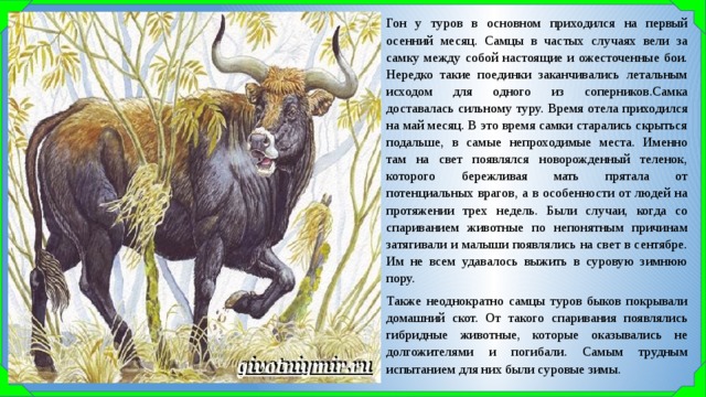 Гон у туров в основном приходился на первый осенний месяц. Самцы в частых случаях вели за самку между собой настоящие и ожесточенные бои. Нередко такие поединки заканчивались летальным исходом для одного из соперников.Самка доставалась сильному туру. Время отела приходился на май месяц. В это время самки старались скрыться подальше, в самые непроходимые места. Именно там на свет появлялся новорожденный теленок, которого бережливая мать прятала от потенциальных врагов, а в особенности от людей на протяжении трех недель. Были случаи, когда со спариванием животные по непонятным причинам затягивали и малыши появлялись на свет в сентябре. Им не всем удавалось выжить в суровую зимнюю пору. Также неоднократно самцы туров быков покрывали домашний скот. От такого спаривания появлялись гибридные животные, которые оказывались не долгожителями и погибали. Самым трудным испытанием для них были суровые зимы. 