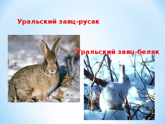   Уральский заяц-русак                                    Уральский заяц-беляк   
