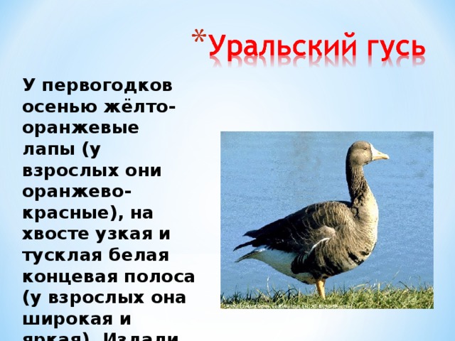 У первогодков осенью жёлто-оранжевые лапы (у взрослых они оранжево-красные), на хвосте узкая и тусклая белая концевая полоса (у взрослых она широкая и яркая). Издали отличаются от серого гуся тёмным верхом крыла. 