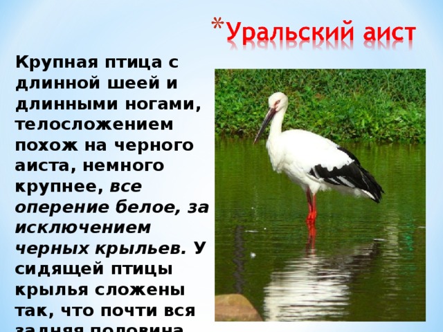 Крупная птица с длинной шеей и длинными ногами, телосложением похож на черного аиста, немного крупнее, все оперение белое, за исключением черных крыльев. У сидящей птицы крылья сложены так, что почти вся задняя половина птицы черная. Крупная птица с длинной шеей и длинными ногами, телосложением похож на черного аиста, немного крупнее, все оперение белое, за исключением черных маховых (всех) . У сидящей птицы крылья сложены так, что почти вся задняя половина профиля птицы черная.  