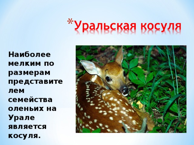 Наиболее мелким по размерам представителем семейства оленьих на Урале является косуля. Наиболее мелким по размерам представителем семейства оленьих на Урале является косуля, хотя сибирская разновидность (подвид) ее, характерная для Среднего Урала  