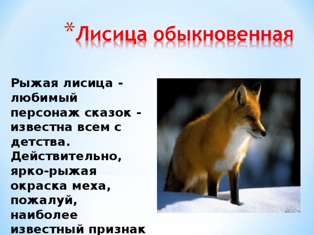 Систематическое положение лисицы обыкновенной. Лиса какая. Признаки лисы. Признаки лисицы обыкновенной. Паспорт животного лиса.