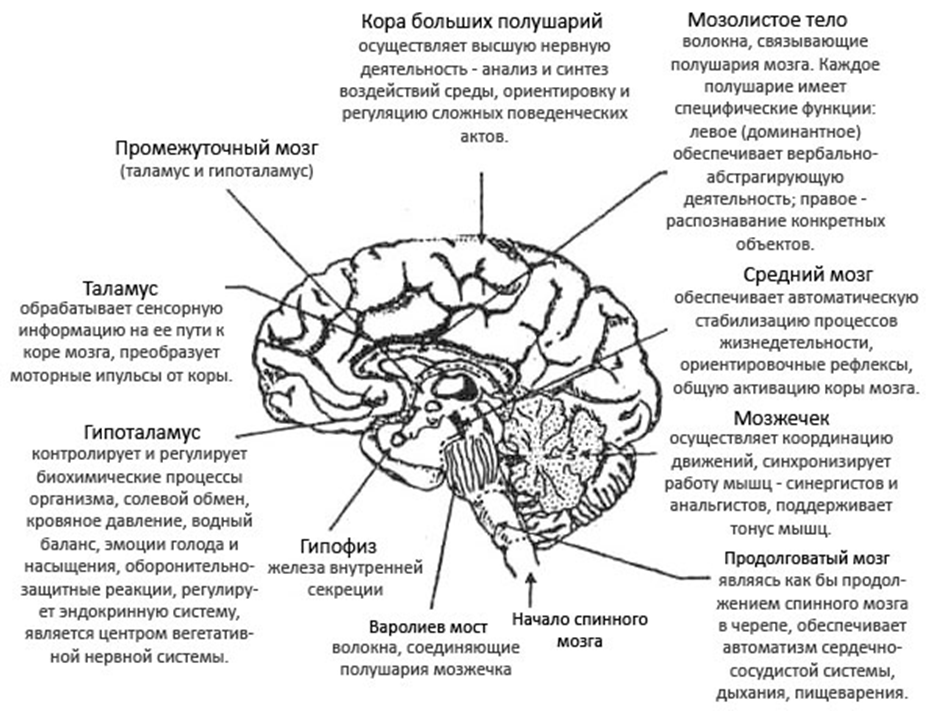 Какие отделы головного мозга выделяют. Основные функции отделов головного мозга человека. Отделы структура и функции головного мозга. Первичные функции отделов головного мозга. Функции отделов головного мозга схема.