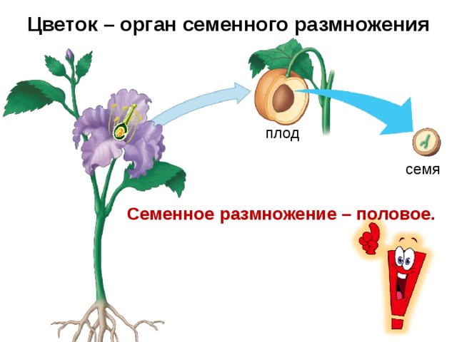 Цветок – орган семенного размножения плод семя Семенное размножение – половое. 