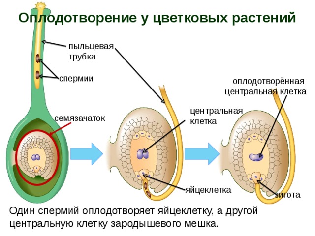 Оплодотворение у цветковых растений пыльцевая трубка спермии оплодотворённая центральная клетка центральная клетка семязачаток яйцеклетка зигота Один спермий оплодотворяет яйцеклетку, а другой центральную клетку зародышевого мешка. 