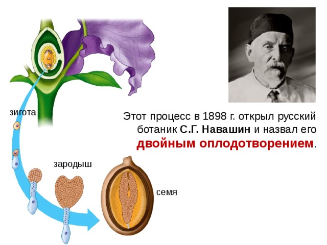 зигота Этот процесс в 1898 г. открыл русский ботаник С.Г. Навашин и назвал его двойным оплодотворением . зародыш семя 