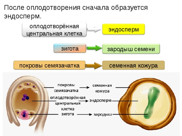 После оплодотворения сначала образуется эндосперм. оплодотворённая центральная клетка эндосперм зигота зародыш семени семенная кожура покровы семязачатка 