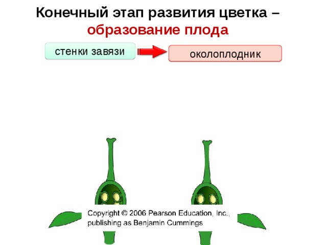 Конечный этап развития цветка – образование плода стенки завязи околоплодник 