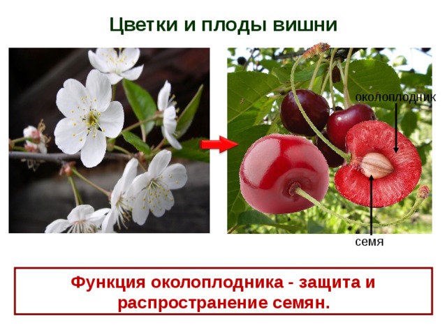 Цветки и плоды вишни околоплодник семя Функция околоплодника - защита и распространение семян. 