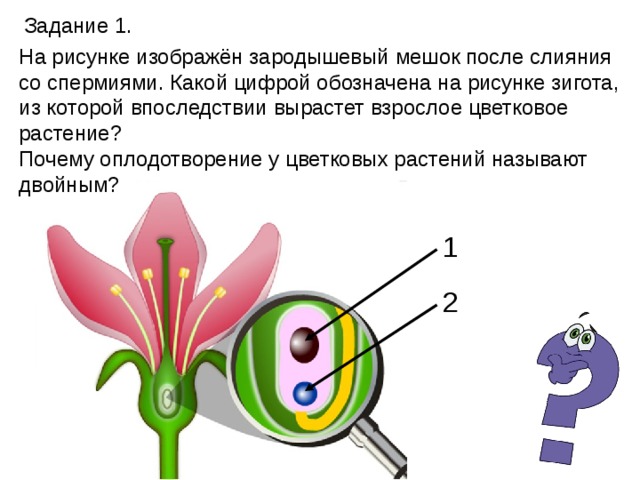 Задание 1. На рисунке изображён зародышевый мешок после слияния со спермиями. Какой цифрой обозначена на рисунке зигота, из которой впоследствии вырастет взрослое цветковое растение?  Почему оплодотворение у цветковых растений называют двойным? 1 2 