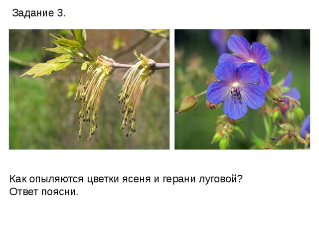Задание 3. Как опыляются цветки ясеня и герани луговой? Ответ поясни. 