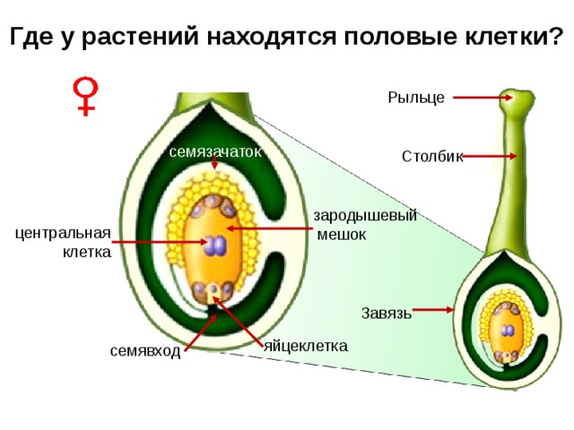 Что развивается внутри семязачатка зародышевый мешок. Зародышевый мешок у цветковых растений это. Растения Центральная клетка зародышевого мешка.