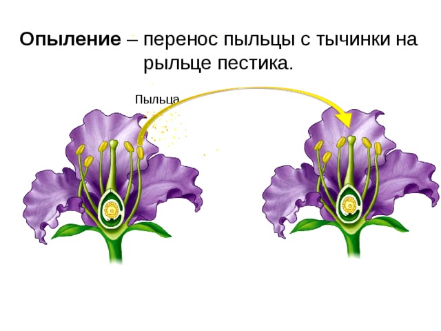 Какая ботаническая наука изучает опыление. Опыление цветковых растений. Типы опыления растений. Способы опыления цветковых растений. Процесс опыления цветка.