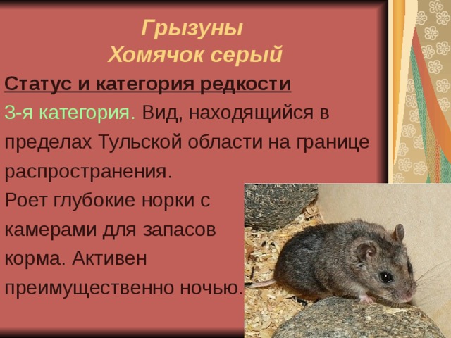 Грызуны тульской области фото и описание
