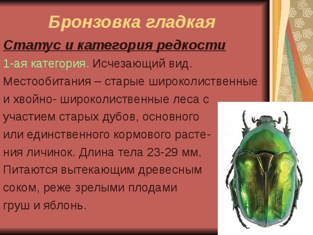 Бронзовка золотистая описание Фитостудия-63.ру